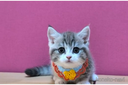 成約済の東京都のマンチカン(短足)-104750の2枚目